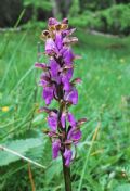 Orchis spitzelii